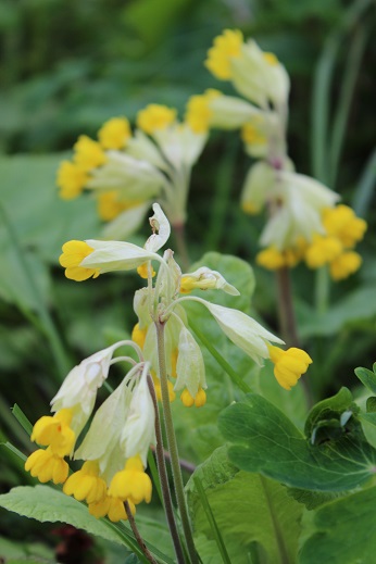 Primula veris - 8cm pot